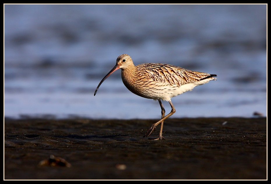 🌊 후나바시 산반제 해변공원(후나바시 산반제 카이힌코엔) 이미지 4